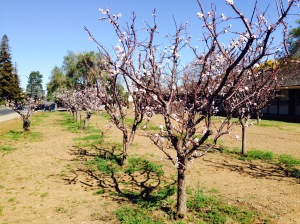 apricot orchard