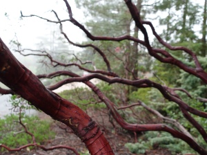 manzanita branches