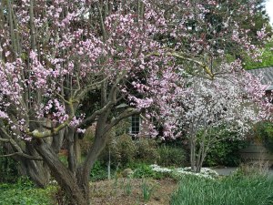 ornamental plum trees in bloom